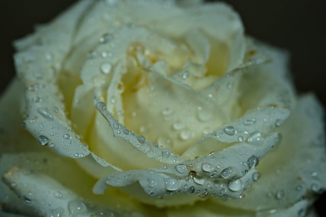 花、白いバラ、雨滴、植物の無料ダウンロード GIMP 無料オンライン画像エディターで編集できる無料画像