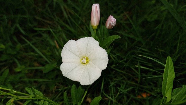 Free download Flower White Small -  free free photo or picture to be edited with GIMP online image editor