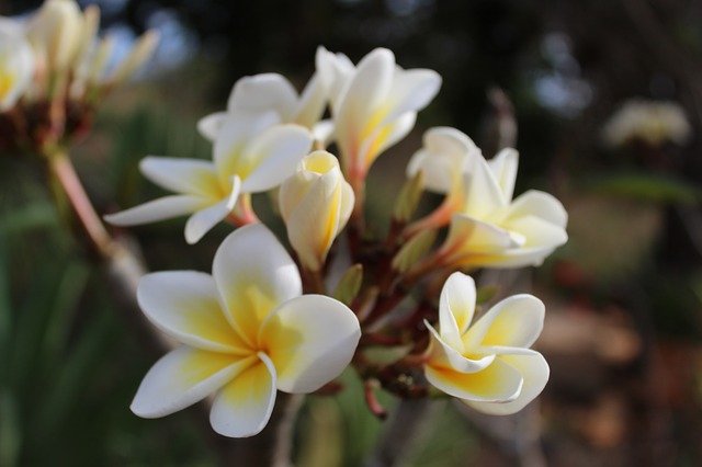 ດາວໂຫຼດຟຣີ Flower White Spring ແມ່ແບບຮູບພາບເພື່ອແກ້ໄຂດ້ວຍຕົວແກ້ໄຂຮູບພາບອອນໄລນ໌ GIMP