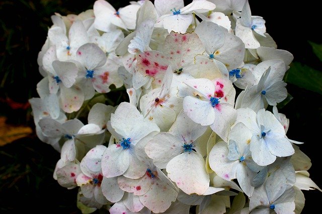 Flower White Tender 무료 다운로드 - 무료 사진 또는 김프 온라인 이미지 편집기로 편집할 수 있는 사진