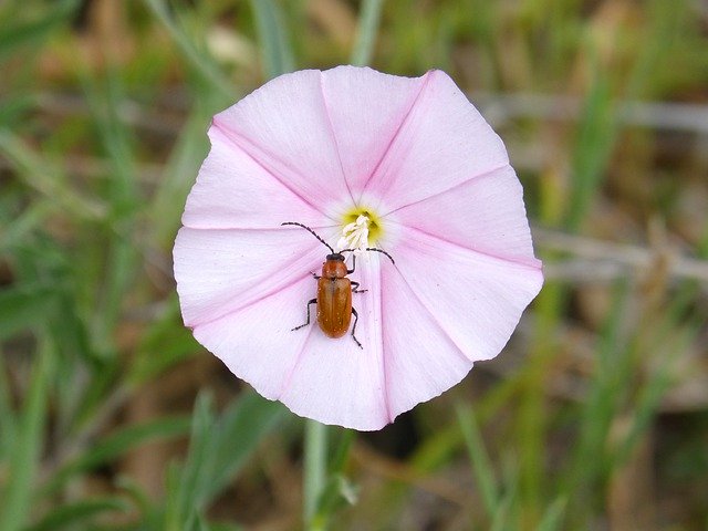 Free download Flower Wild Bell -  free photo or picture to be edited with GIMP online image editor