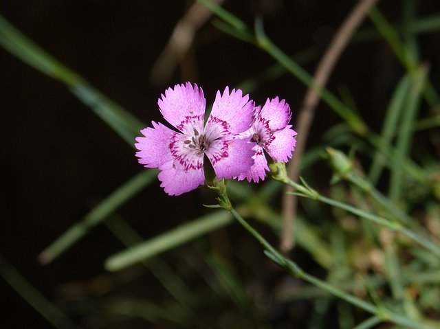 Free picture Flower Wild Carnation -  to be edited by GIMP free image editor by OffiDocs