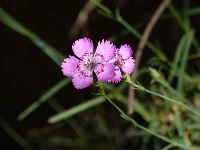 Free download Flower Wild Carnation -  free photo or picture to be edited with GIMP online image editor