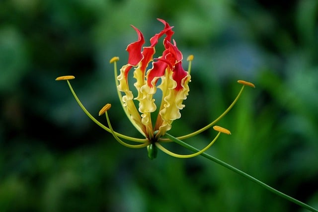 Download grátis de flores silvestres, imagem gratuita de flores de fogo para ser editada com o editor de imagens on-line gratuito do GIMP