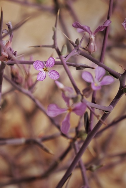 Free download flower wildflowers thorn flower free picture to be edited with GIMP free online image editor