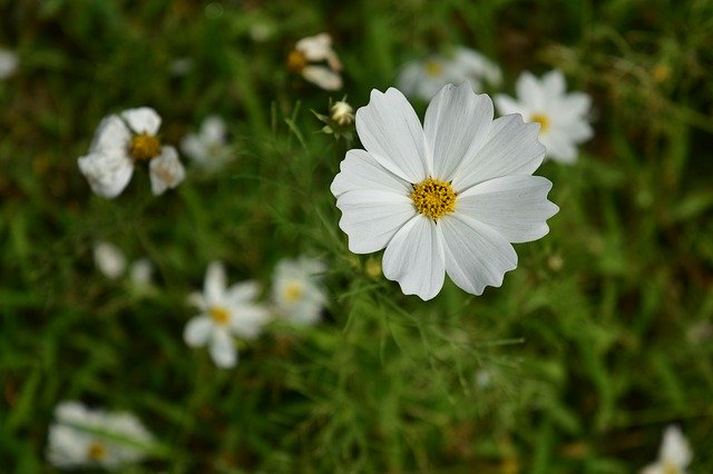Free picture Flower Wildflowers White -  to be edited by GIMP free image editor by OffiDocs