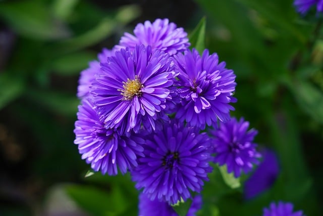 Free download flower wildflower wild flower plant free picture to be edited with GIMP free online image editor