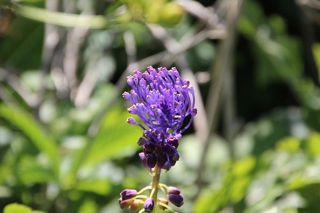 Téléchargement gratuit de Flower Wild Purple - photo ou image gratuite à modifier avec l'éditeur d'images en ligne GIMP