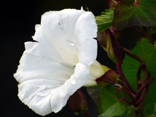 Безкоштовно завантажте Flower Wild Summer — безкоштовну фотографію чи зображення для редагування за допомогою онлайн-редактора зображень GIMP