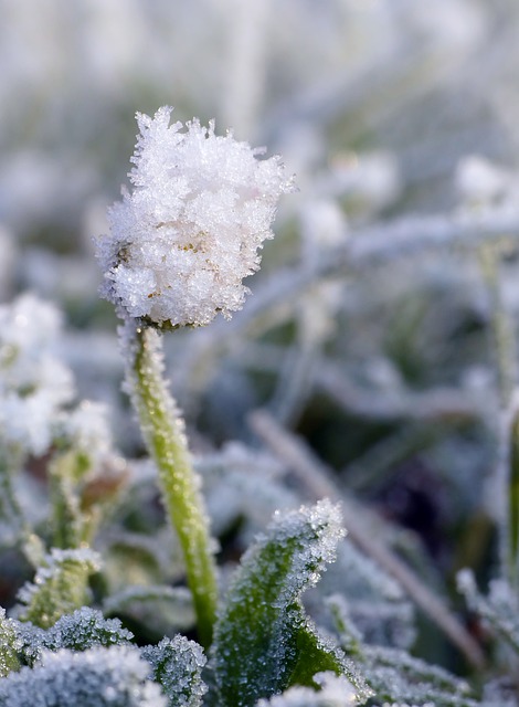 Free download flower winter hoarfrost frost free picture to be edited with GIMP free online image editor