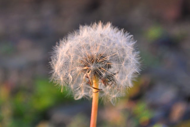 Free download flower wish dandelion bloom free picture to be edited with GIMP free online image editor