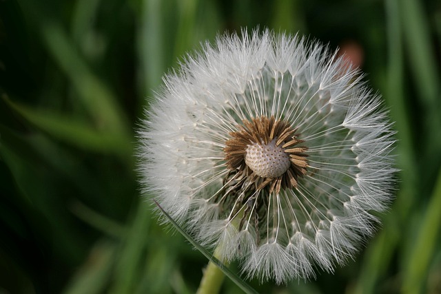 Free download flower wish dandelion seed stand free picture to be edited with GIMP free online image editor