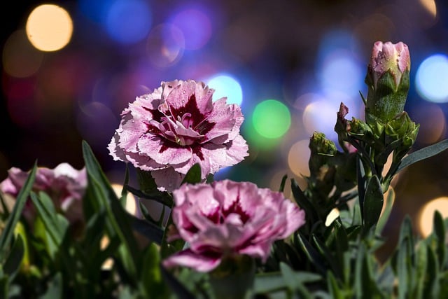 Free download flower yard carnation planter free picture to be edited with GIMP free online image editor