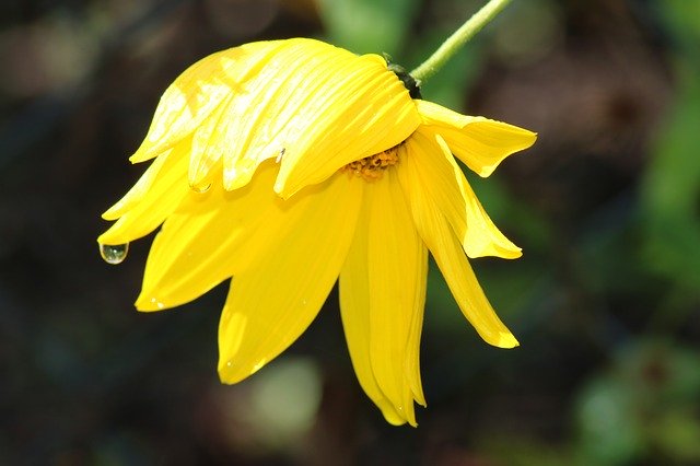 Unduh gratis Flower Yellow Bloom Close - foto atau gambar gratis untuk diedit dengan editor gambar online GIMP