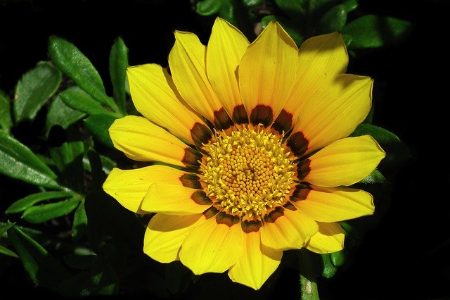 دانلود رایگان Flower Yellow Blooming - عکس یا تصویر رایگان قابل ویرایش با ویرایشگر تصویر آنلاین GIMP