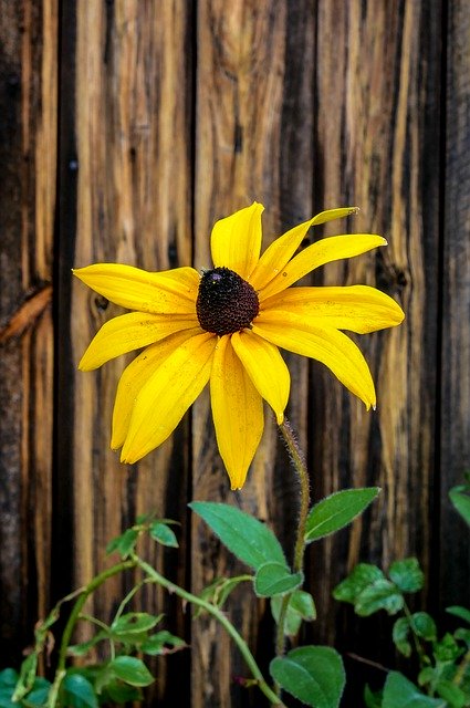 Descărcare gratuită Flower Yellow Boards - fotografie sau imagini gratuite pentru a fi editate cu editorul de imagini online GIMP