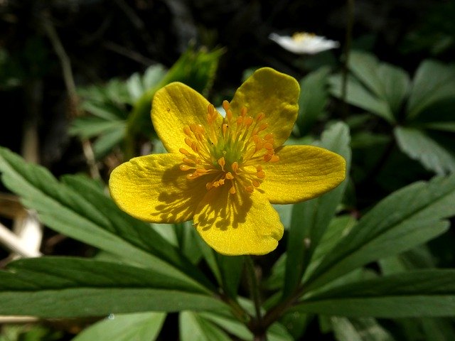 Free download Flower Yellow Caltha Palustris -  free photo or picture to be edited with GIMP online image editor