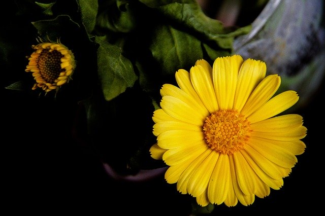 Descarga gratuita de la plantilla de fotografía gratuita Flower Yellow Color para editar con el editor de imágenes en línea GIMP