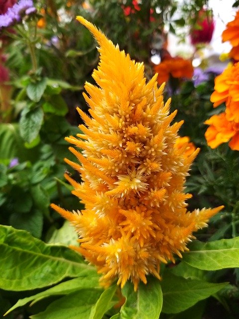 ดาวน์โหลดฟรี Flower Yellow Colorful - ภาพถ่ายหรือรูปภาพฟรีที่จะแก้ไขด้วยโปรแกรมแก้ไขรูปภาพออนไลน์ GIMP