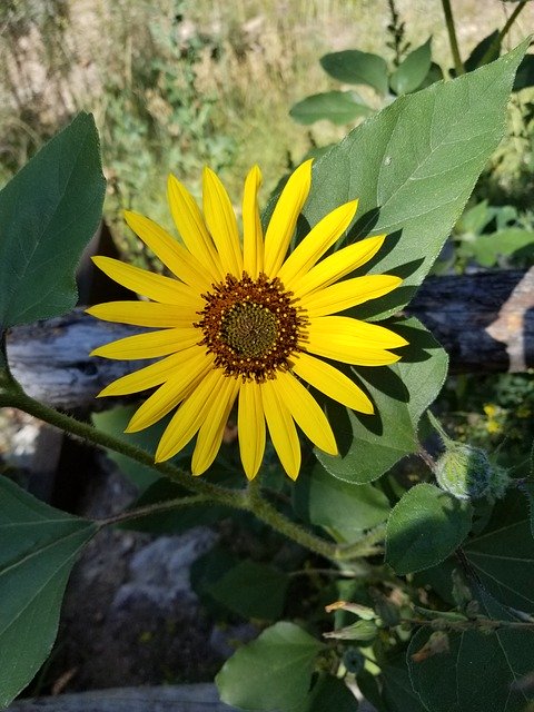 免费下载 Flower Yellow Denver - 可使用 GIMP 在线图像编辑器编辑的免费照片或图片