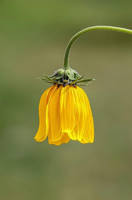 Free download flower yellow flora bloom free picture to be edited with GIMP free online image editor