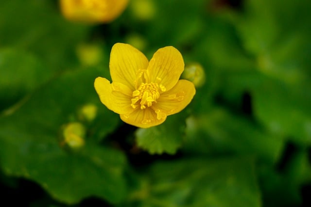 Free download flower yellow flower bloom plant free picture to be edited with GIMP free online image editor