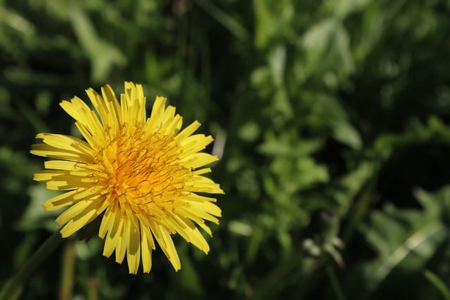 Descargue gratis la imagen gratuita de la hierba de la margarita de la flor amarilla de la flor para editarla con el editor de imágenes en línea gratuito GIMP