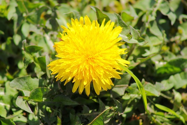 Free download flower yellow flower dandelion free picture to be edited with GIMP free online image editor