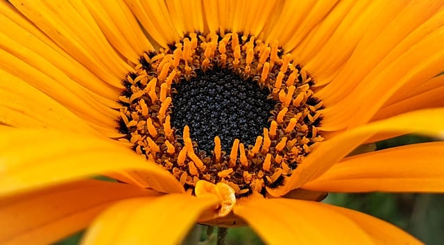 Free download flower yellow flower macro plant free picture to be edited with GIMP free online image editor