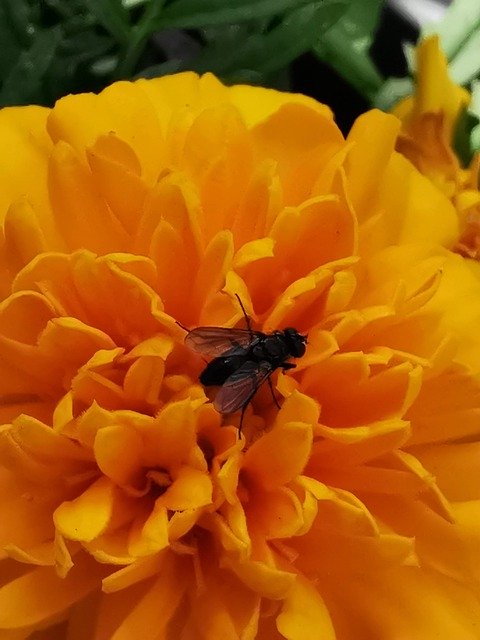 הורדה חינם Flower Yellow Fly - תמונה או תמונה בחינם לעריכה עם עורך התמונות המקוון GIMP