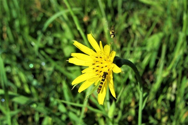 Descarga gratuita Flower Yellow Gliding: foto o imagen gratuita para editar con el editor de imágenes en línea GIMP