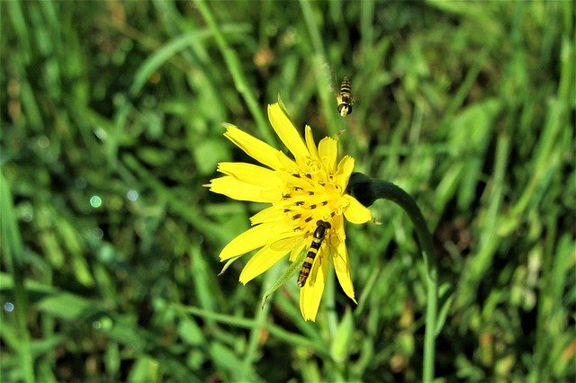 Free download Flower Yellow Gliding -  free photo or picture to be edited with GIMP online image editor