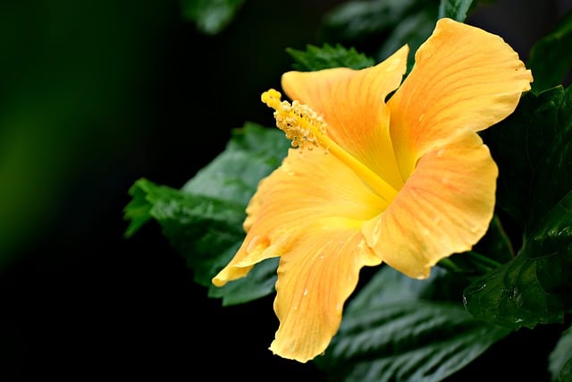 Free download flower yellow hibiscus flora nature free picture to be edited with GIMP free online image editor