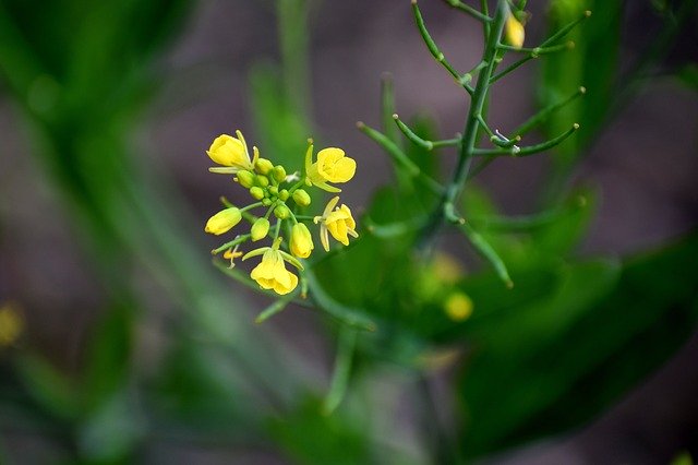 Libreng download Flower Yellow Mustard - libreng larawan o larawan na ie-edit gamit ang GIMP online image editor