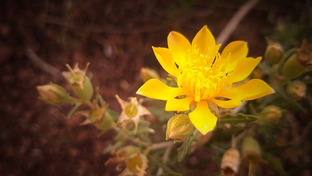 Free picture Flower Yellow Outdoors -  to be edited by GIMP free image editor by OffiDocs