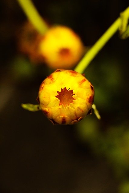 Muat turun percuma Flower Yellow Plant - foto atau gambar percuma untuk diedit dengan editor imej dalam talian GIMP