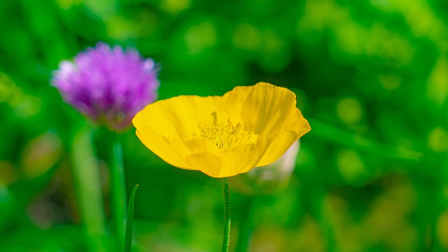 Free download flower yellow pu sunflower spring free picture to be edited with GIMP free online image editor