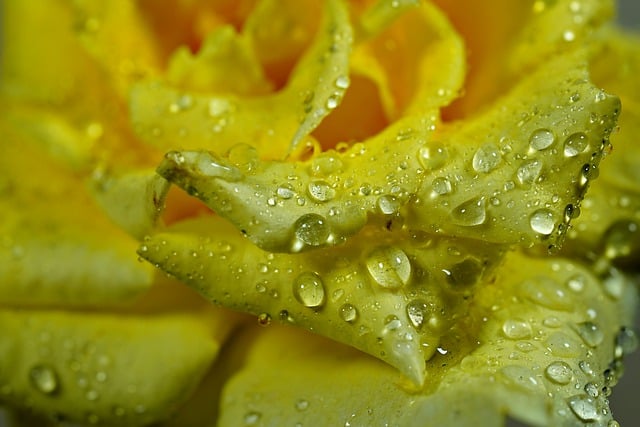 Scarica gratuitamente l'immagine gratuita di gocce di pioggia di petali di rosa gialla da modificare con l'editor di immagini online gratuito GIMP