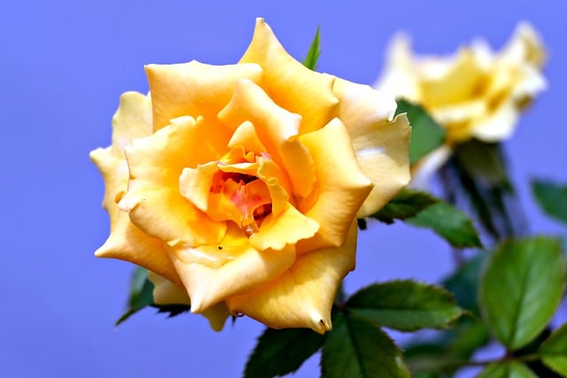 Free download flower yellow rose rose flora free picture to be edited with GIMP free online image editor