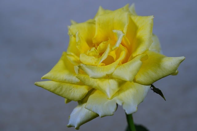 Free graphic flower yellow rose rose rain drops to be edited by GIMP free image editor by OffiDocs