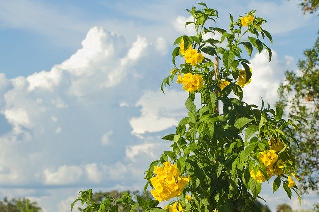 Muat turun percuma Flower Yellow Sky - foto atau gambar percuma untuk diedit dengan editor imej dalam talian GIMP