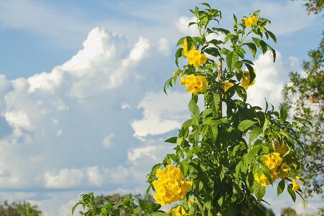 Free download Flower Yellow Sky -  free photo or picture to be edited with GIMP online image editor