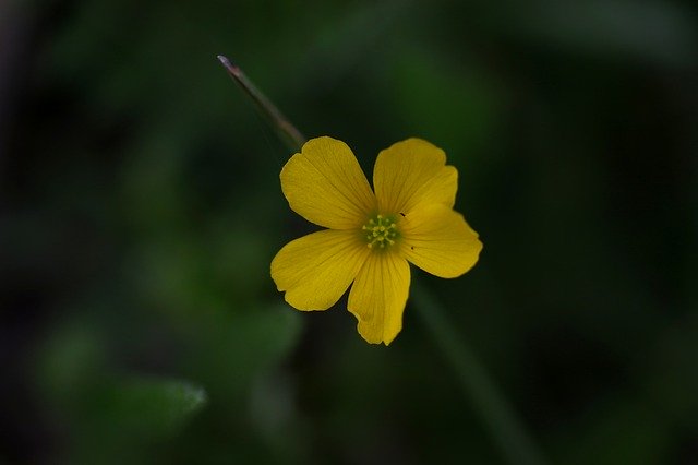 Free download Flower Yellow Wild -  free photo or picture to be edited with GIMP online image editor