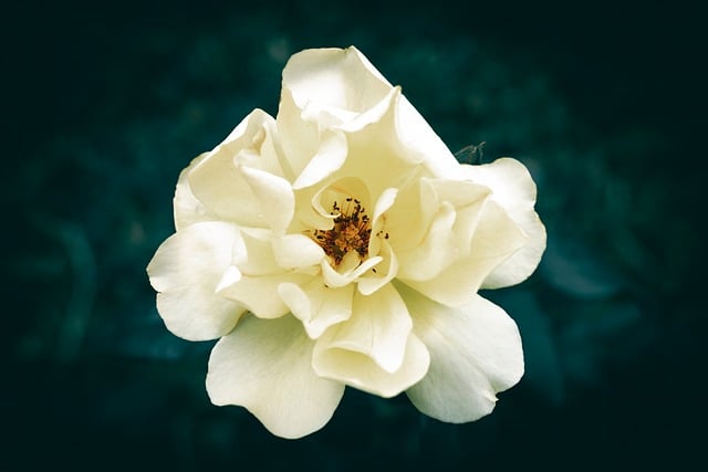 Free download flower yellow yellow flower free picture to be edited with GIMP free online image editor