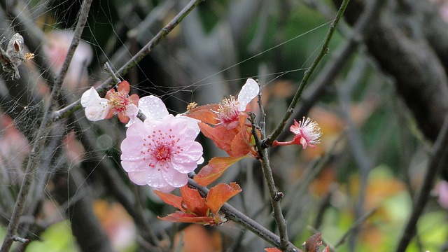 Безкоштовно завантажте безкоштовну картинку Flower yu lee spring для редагування за допомогою безкоштовного онлайн-редактора зображень GIMP