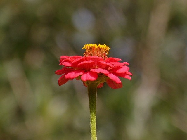 Free download Flower Zinia Red -  free photo or picture to be edited with GIMP online image editor