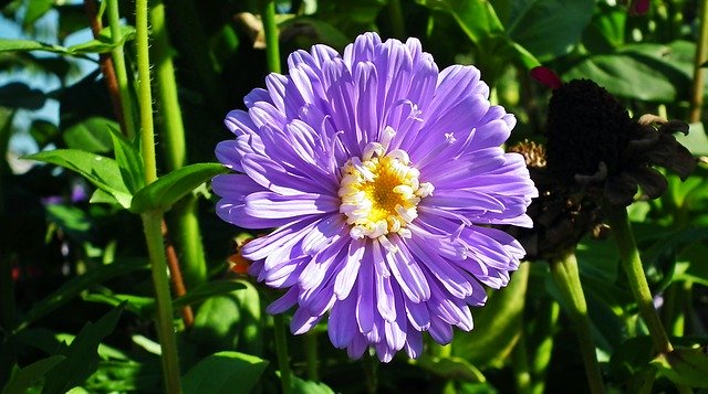 Free download Flower Zinnia Blue -  free photo or picture to be edited with GIMP online image editor
