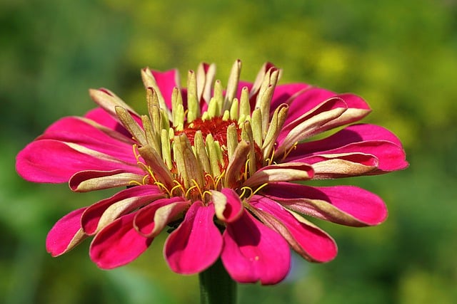 Free download flower zinnia zinnia flower garden free picture to be edited with GIMP free online image editor