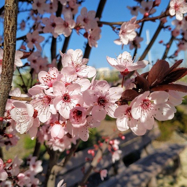 Unduh gratis Flow Spring Flowers - foto atau gambar gratis untuk diedit dengan editor gambar online GIMP