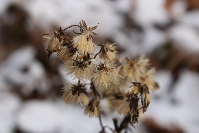 Free download fluff winter flower growth nature free picture to be edited with GIMP free online image editor